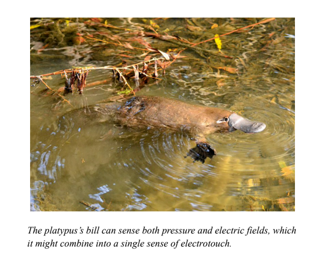 The platypus's bill can sense both pressure and electric fields, which it might combine into a single sense of electrotouch.