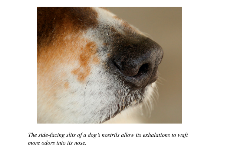 The side-facing slits of a dog's nostrils allow its exhalations to waft more odors into its nose.