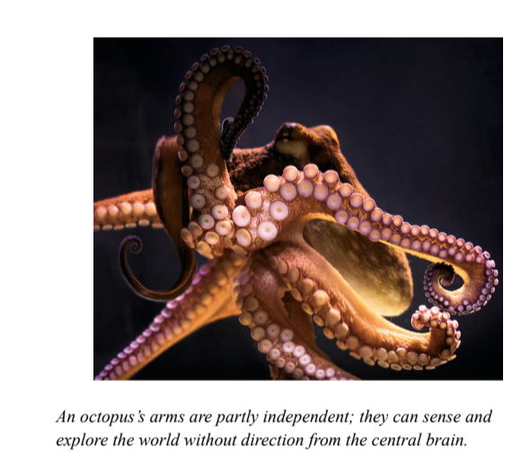An octops's arms are partly independent; they can sense and explore the world without direction from the central brain.