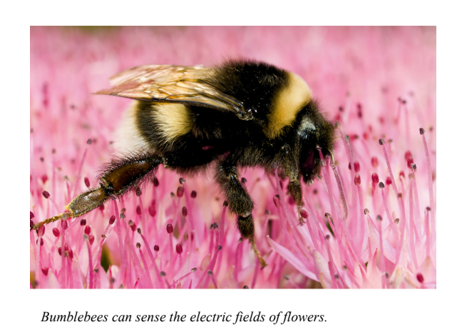 Bumblebees can sense the electric fields of flowers.