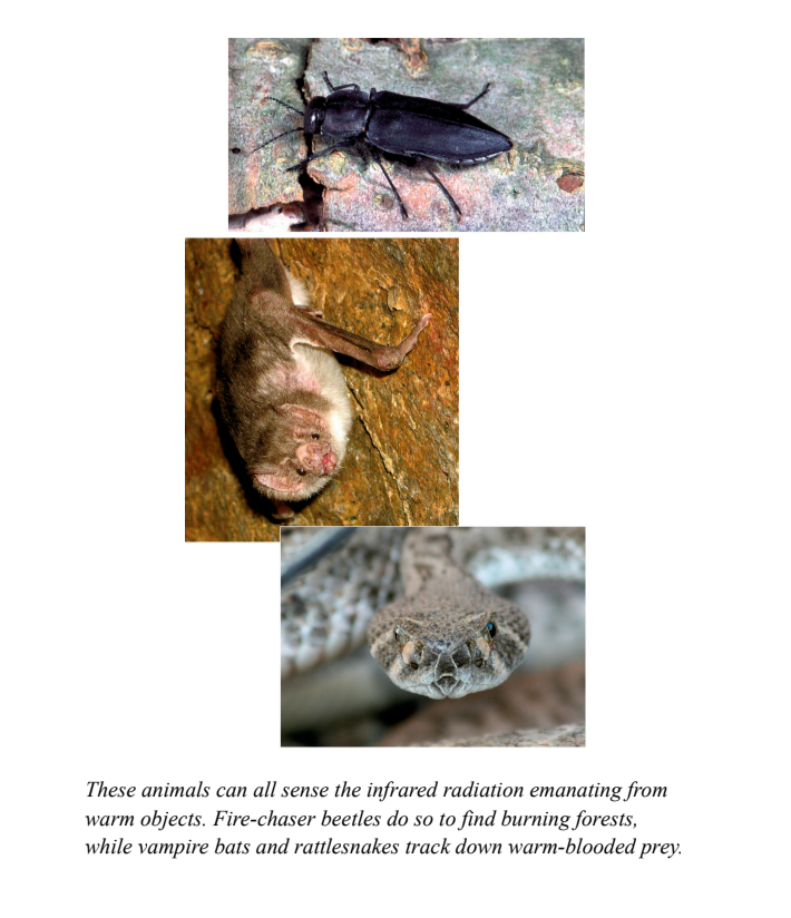 These animals can all sense the infrared radiation emanting from warm objects. Fire-chaser beetles do so to find burning forests, while vampire bats and rattlesnakes track down warm-blooded prey.