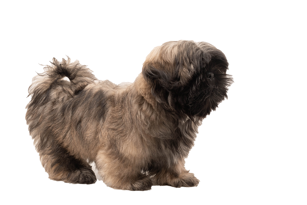 portrait-of-a-brown-and-black-shih-tzu-puppy-2024-12-02-06-44-54-utc.png