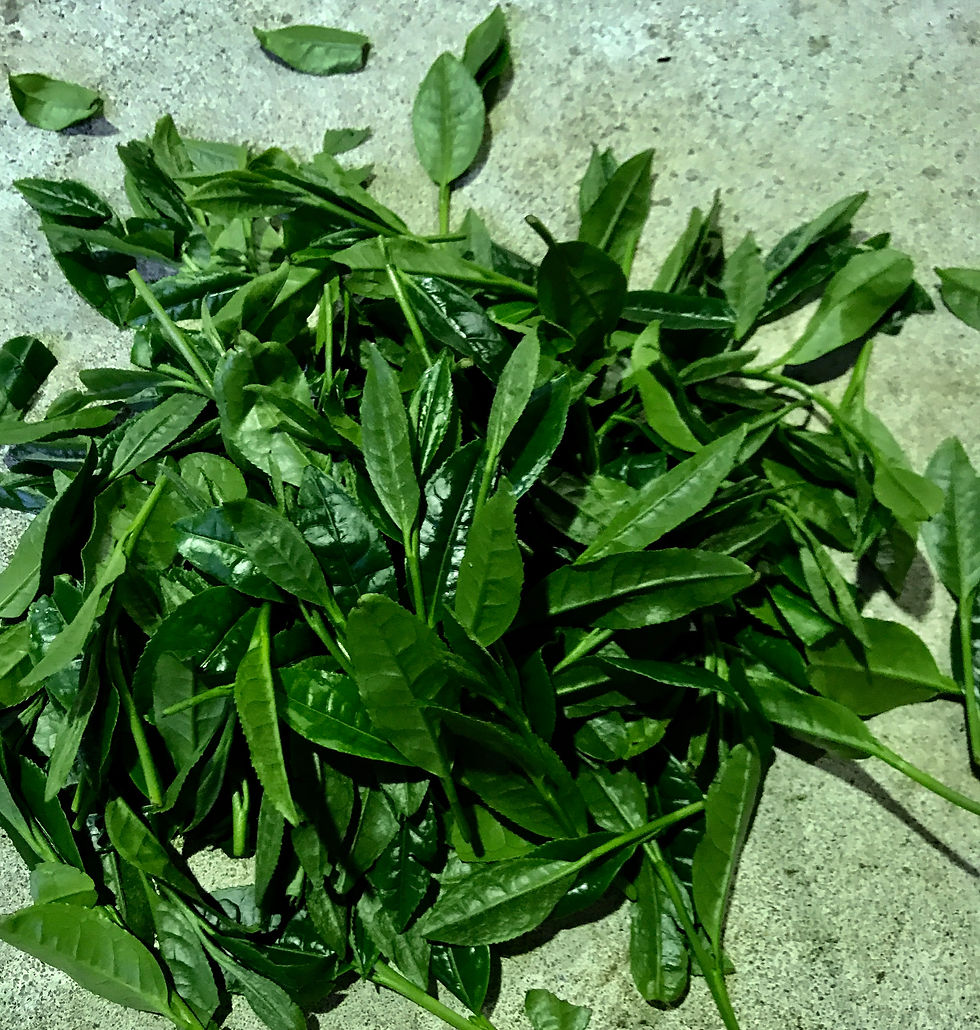 Thumbnail: Nagasaki KIRI Japanese Green Tea