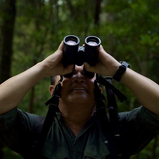 understorey Still 1.jpg