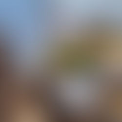 Eudicella hornimani sortie de sa coque