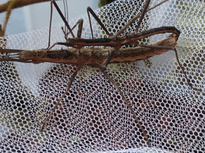 Accouplement de Neohirasea maerens