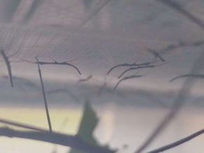 Naissance de medaudoidea extradentata