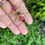Thumbnail: Burmese Unheated ruby cluster earring