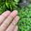 Thumbnail: 2.2Ct Danburite Earring 