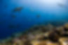 SouthernLineIslands_CR_EnricSala_NationalGeographic.jpg