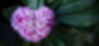 heart-shaped-daphne-blossoms-2024-03-14-05-44-38-utc_edited_edited.jpg