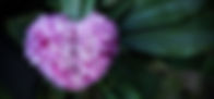 heart-shaped-daphne-blossoms-2024-03-14-05-44-38-utc_edited_edited.jpg