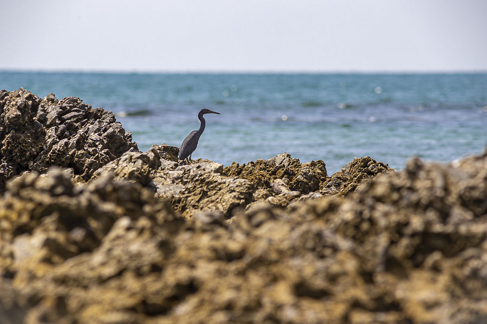 A coastal bird standing on rugged rocky shoreline beside the ocean, with calm blue water stretching into the background.