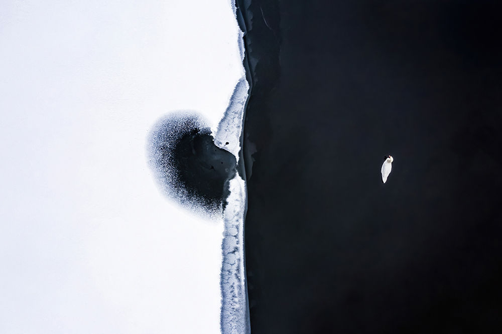 Minimal, Animal, Faces #2