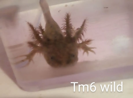 tm6.jpg