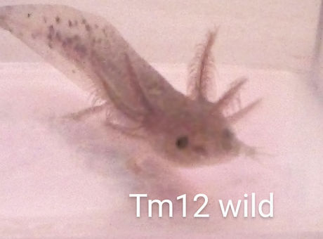 tm12.jpg