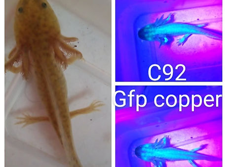 c92.jpg