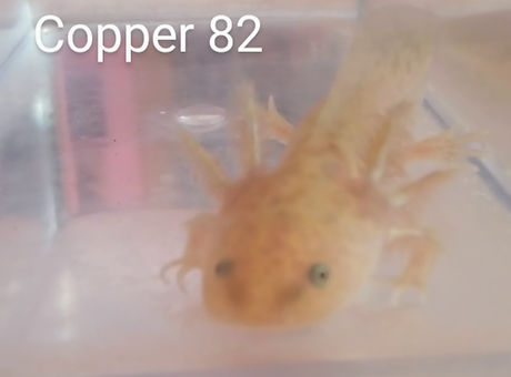 c82.jpg