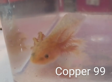 c99.jpg
