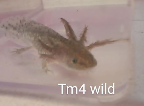 tm4.jpg