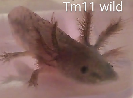 tm11.jpg