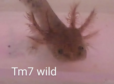 tm7.jpg