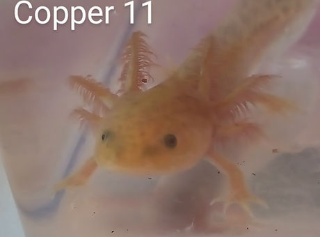 c11.jpg