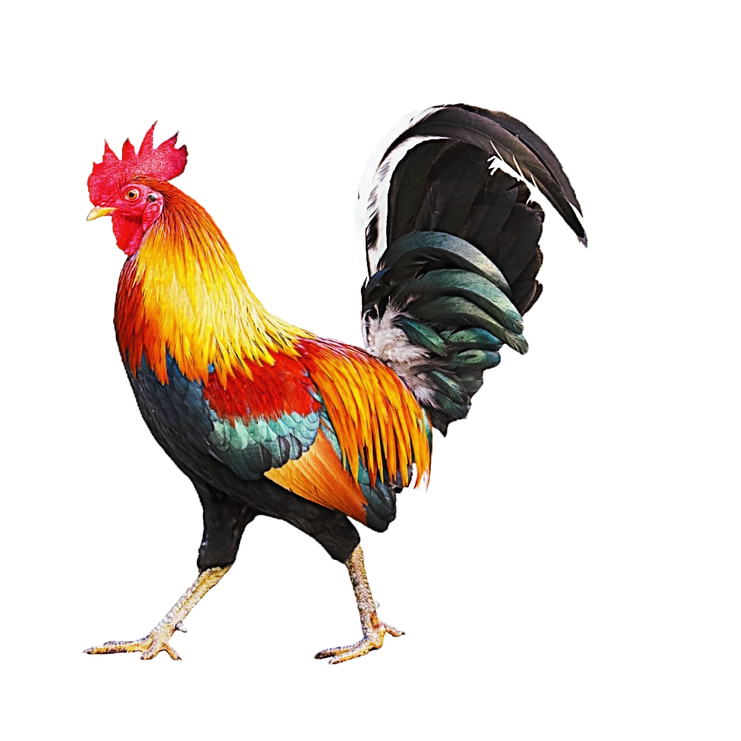 Rooster_edited_edited.png