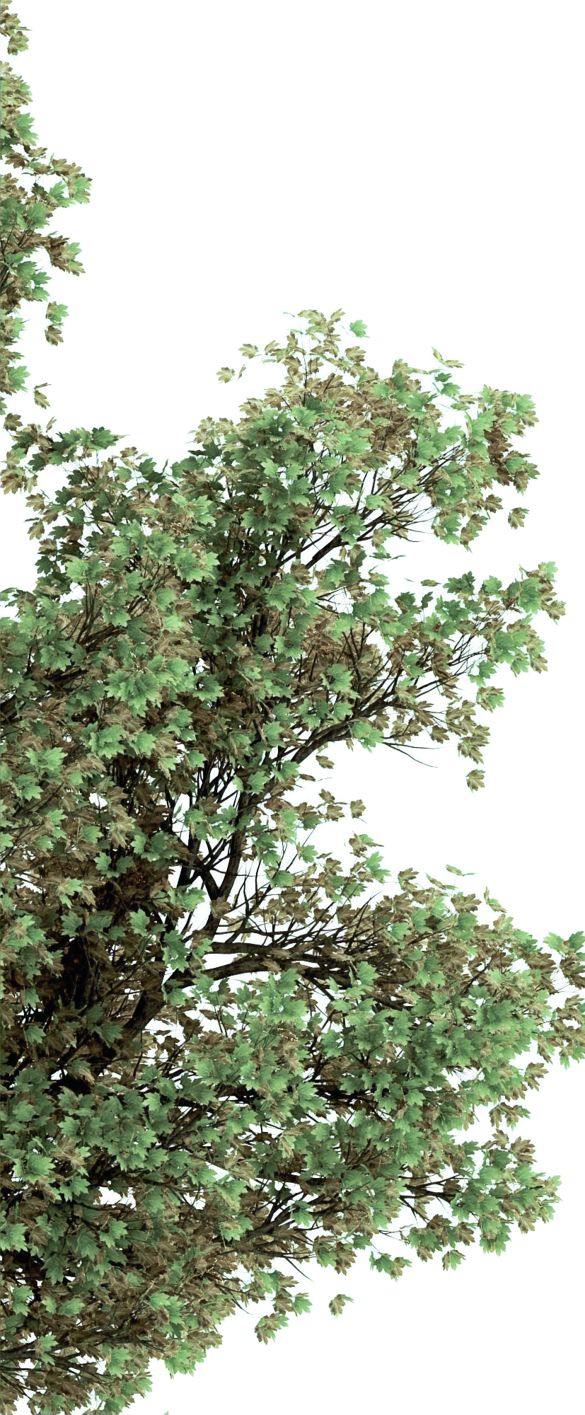 TreeLeft_edited.png
