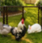 Fancy chickens of the Tiny Traveling Troop