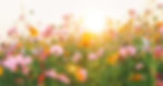 summer meadow at heritage ranch