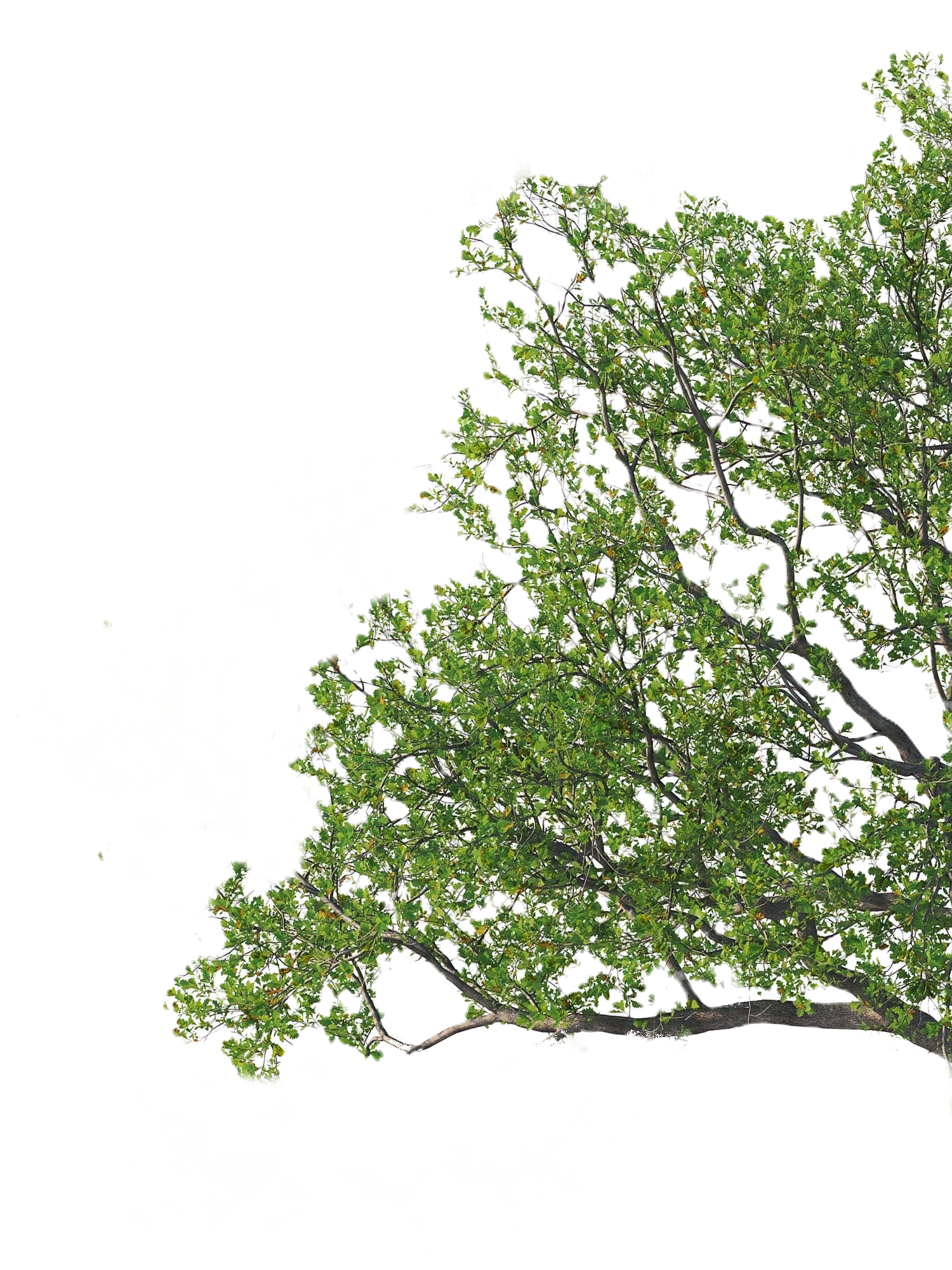 branch-RIGHT_edited_edited.png