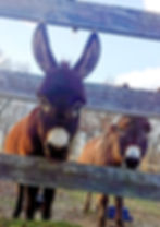 Mini farm animals during summer camp at Heritage Ranch NJ
