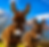 DOnks1.png