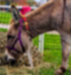 Our mini donkey at the Tiny Traveling Troop