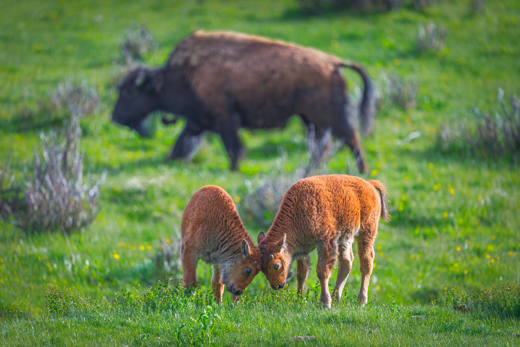 Practice for the Plains