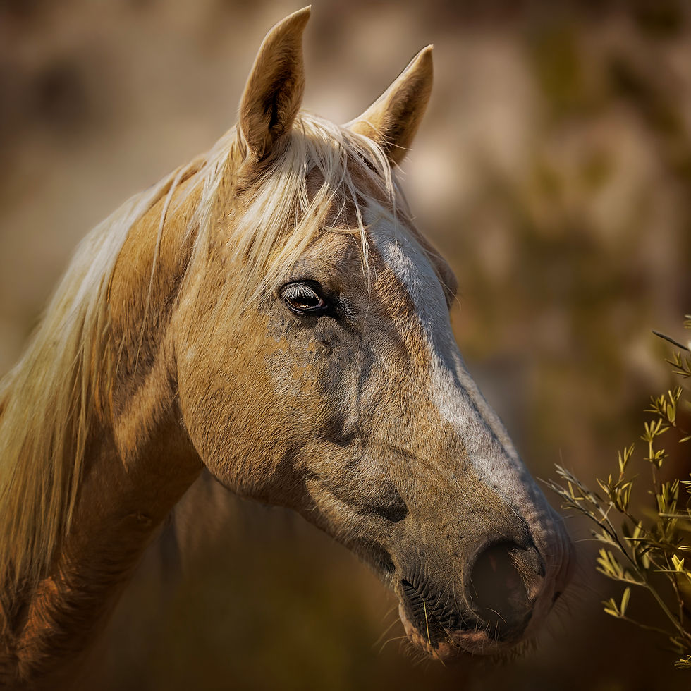 Fine art horse 2