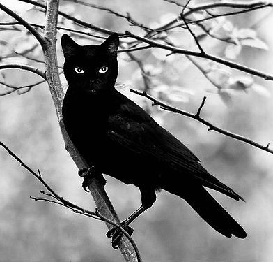 black cat raven.jpeg