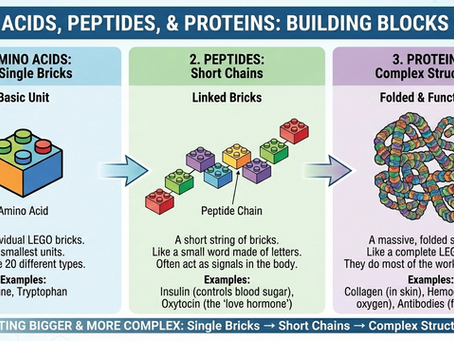 infographic of peptides