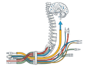 gate control theory of pain