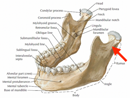 image of jaw anatomy