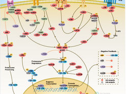 image of inflammatory pathway
