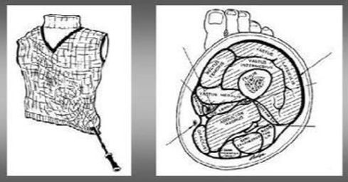 line drawings of fascia