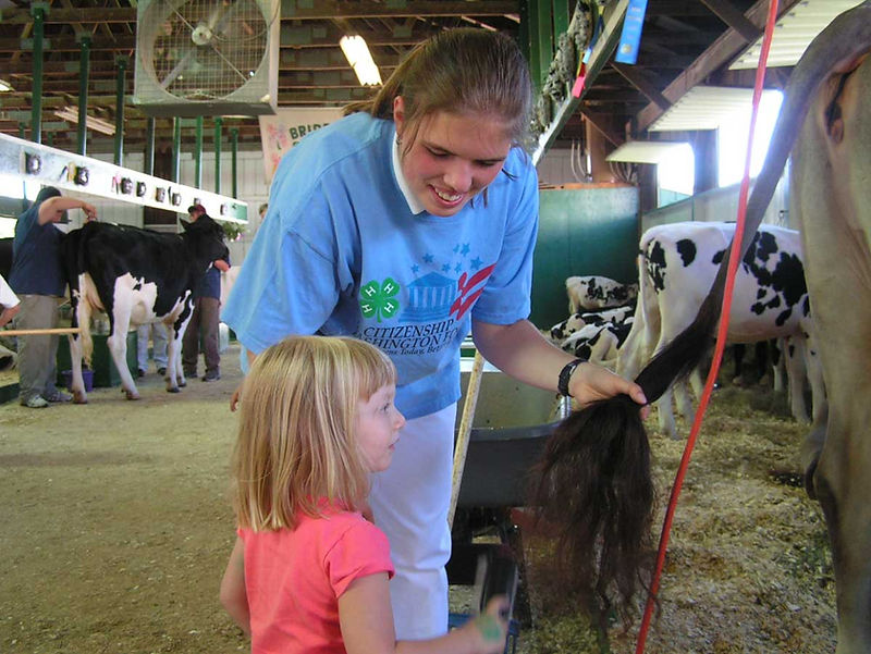 Rebecca in a fair barn, holding a cow's tail in one hand and leaning down, smiling, interacting with a small girl with blond hair.