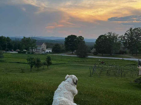 sunset-dog.jpg