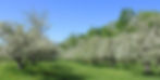 allenholm-bloom-2026.jpg