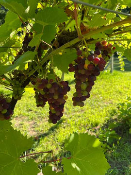 grapes-on-the-vine.jpg