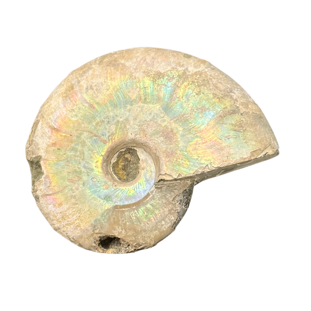 Iridescent Ammonite