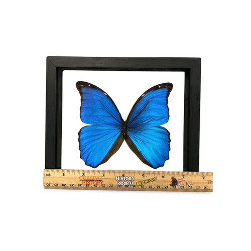 Morpho Didius | Smoky Mountain Relic