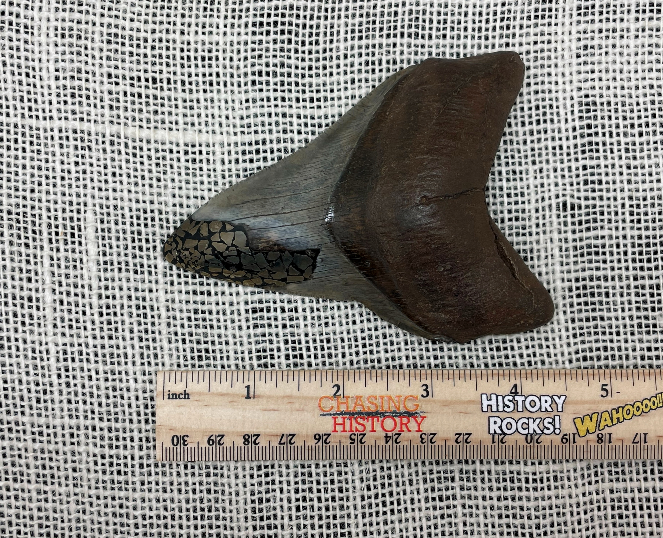 Alter Megalodon Haifischzahn mit Pyrit-Inlay - Bild 5 von 6